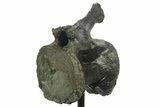 Fossil Sauropod (Barosaurus?) Caudal Vertebra - Wyoming #377950-2